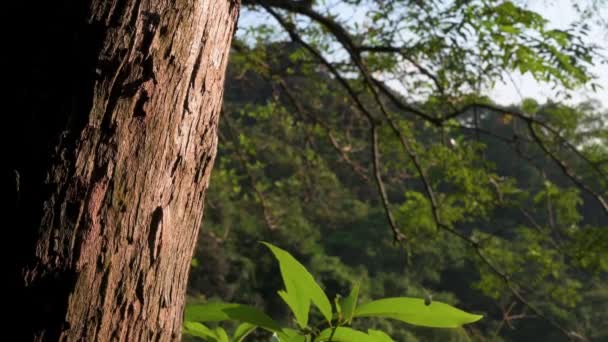 Close Tronco Árvore Velha Enquanto Luz Solar Quente Suave Atinge — Vídeo de Stock