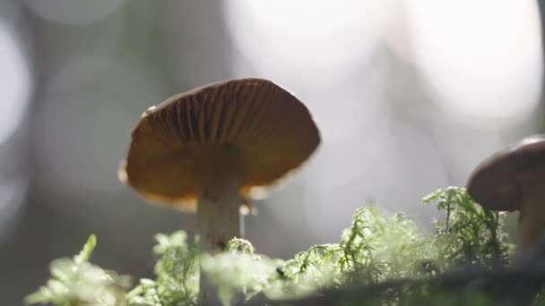 蘑菇在水泡水泡背景下的特写 — 图库视频影像