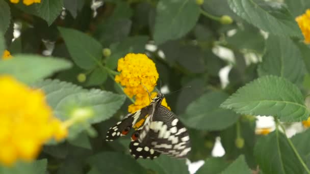 Dekat Citrus Indah Swallowtail Butterfly Mengumpulkan Nektar Bunga Kuning — Stok Video