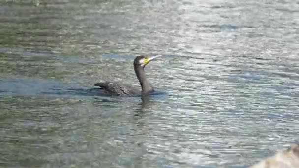 Wilde Aalscholver Zwemmen Natuurlijk Meer Genieten Van Zonlicht Natuur Tracking — Stockvideo