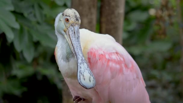 Lähikuva Muotokuva Villi Ruusukaali Lusikka Wading Bird Lepää Erämaassa — kuvapankkivideo