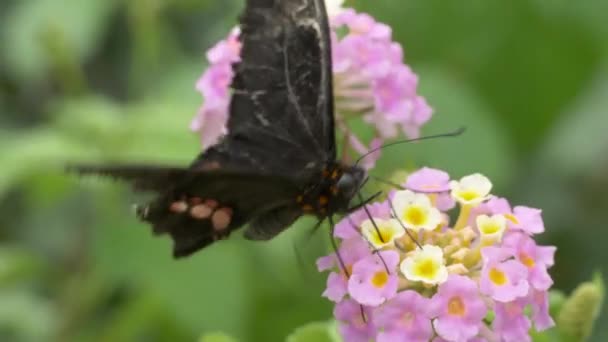 Macro Prores Disparo Mariposa Negra Con Alas Secas Recogiendo Néctar — Vídeo de stock