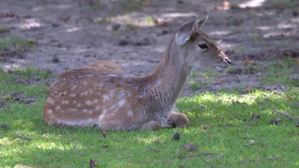 Bébé Cerf Mignon Couché Sur Champ Herbe Agitant Les Oreilles — Video