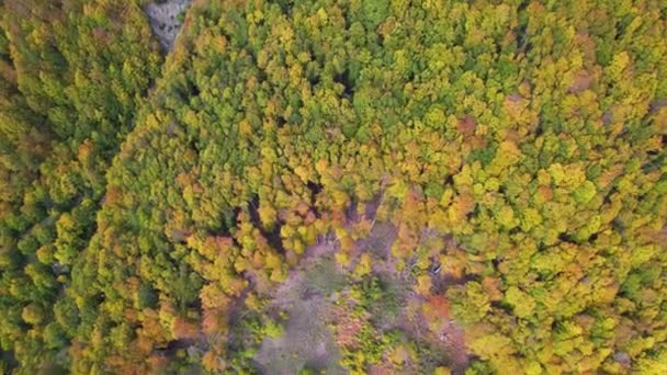 Žluté Zelené Lesní Stromy Vysokých Horách Alp Balkáně Podzimní Sezóna — Stock video