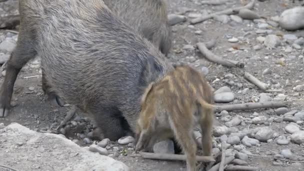 Yetişkin Yaban Domuzu Bebek Kayalık Zeminde Kucaklaşıyorlar Yakın Çekim — Stok video