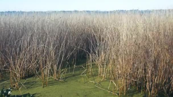 Rośliny Cattail Poruszające Się Wietrze Lagunie Argentynie — Wideo stockowe