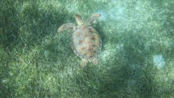 Groene Zeeschildpad Zwemmen Bodem Van Oceaan — Stockvideo