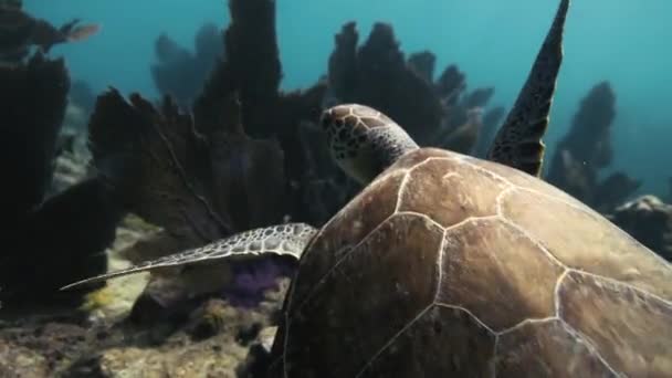 Sea Turtle Swimming Though Ocean Close Camera Bright Sunlight — Stock Video