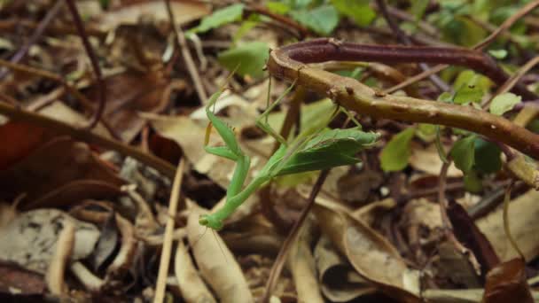 Bidden Mantis Klimmen Rondkijken Opknoping Ondersteboven Plant Vines Het Bos — Stockvideo
