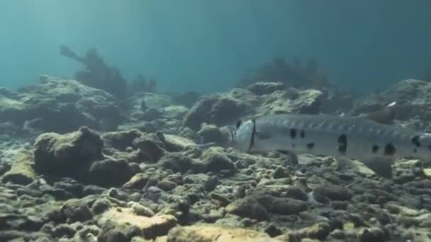 バラクーダは獲物を探すためにサンゴのリールを泳いでいます — ストック動画