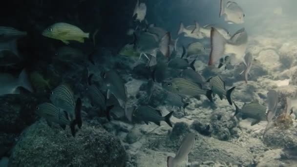 Grande Grupo Peixes Prateados Lado Grandes Rochas Nadando Debaixo Água — Vídeo de Stock