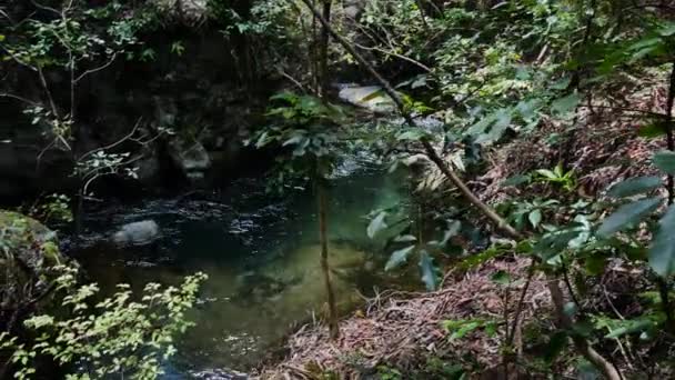 Top Skott Lugn Flödande Tarawera River Omgiven Gröna Täta Växter — Stockvideo