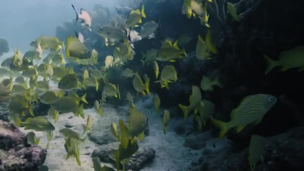 在佛罗里达附近的珊瑚礁边游泳 游过了一大群五彩斑斓的鱼 — 图库视频影像