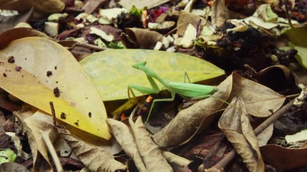 Yeşil Peygamber Devesi Orman Zemininde Ölü Yaprakların Üzerinde Duruyor Etrafa — Stok video