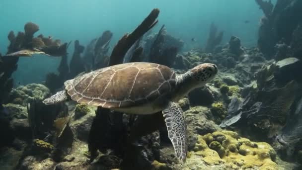 Mořská Želva Plave Modrém Oceánu Korálovým Útesem Jasným Slunečním Světlem — Stock video