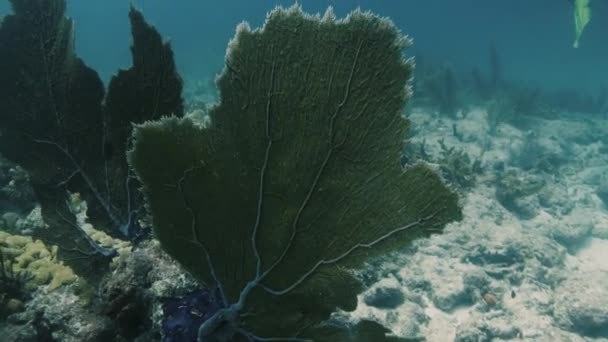 Large Leaf Seaweed Swinging Underwater Current — Stock Video