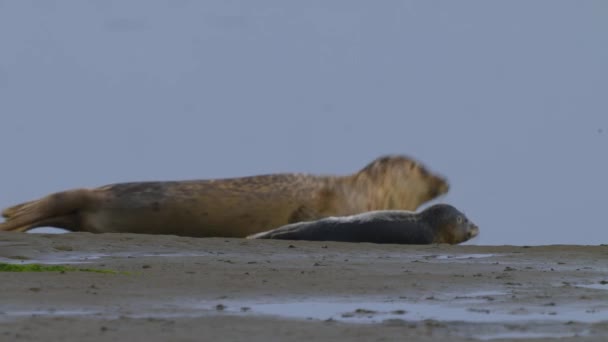 Robbenmutter Sucht Und Bewegt Sich Robbenbaby Vorbei Das Auf Sandbank — Stockvideo