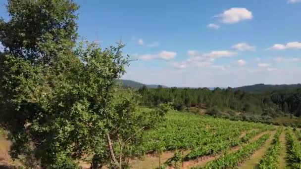 Widok Lotu Ptaka Portugalskiej Winnicy Dron Obracający Się Zza Drzewa — Wideo stockowe