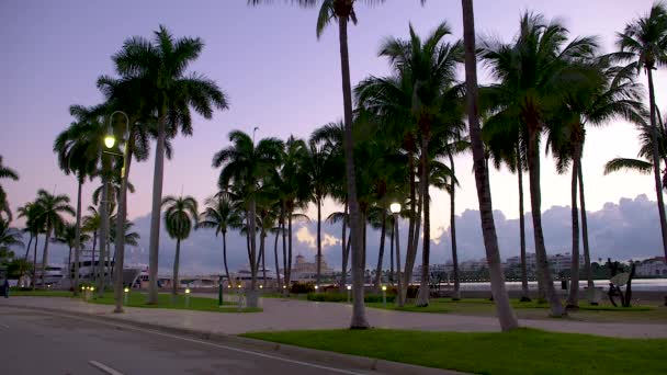 Palm Trees Silhouetted Purple Sky Dawn Florida Selatan Amerika Serikat — Stok Video