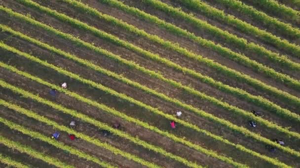 Aerial Footage Grape Manually Harvest Vineyard Multiple Worker Hands Top — Stock Video