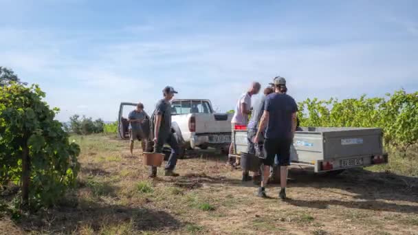 Feeling Grapes Crates Pick Trailer French Vineyard Harvest Timelapse — Stock Video