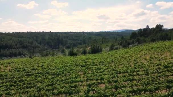 Flygfoto Över Portugisisk Vingård Drönare Flyger Bakåt Över Vinrankorna Och — Stockvideo