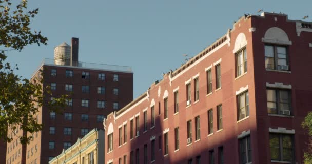 Flock Pigeons Flying Sync Roof Red Brick Apartment Building New — Stock Video