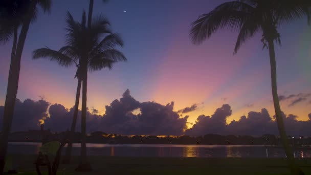 Palmeiras Silhuetas Antes Céu Vibrante Pré Amanhecer Sul Flórida Eua — Vídeo de Stock