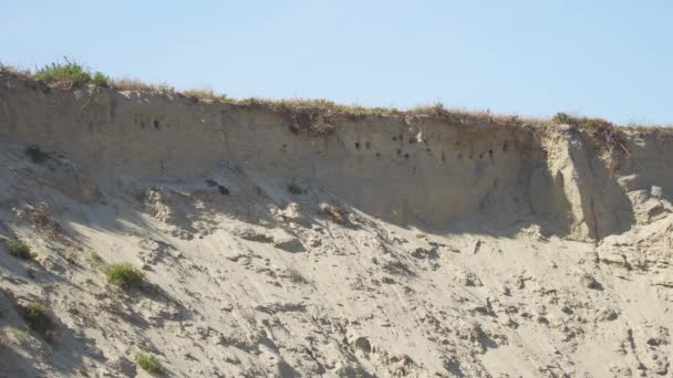 Cerca Algunos Nidos Golondrinas Ladera Blanca Playa Cámara Firme Golondrinas — Vídeos de Stock