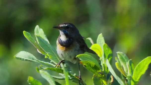 Dışarıdaki Bitki Yaprağına Tünemiş Bluethroat Etrafa Bakıyor Görüntüyü Kapat — Stok video