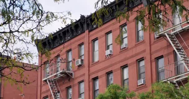 Flock Pigeons New York City Fire Escape Red Brick Building — Stock Video