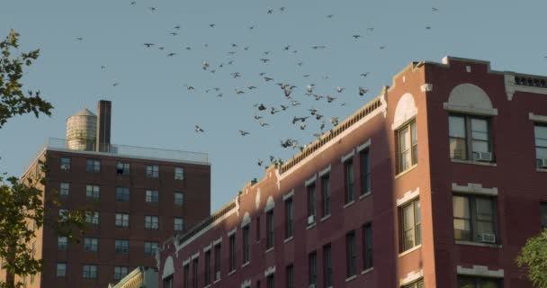 赤レンガの屋根の上に着陸ピジョンの大規模な群れアメリカニューヨーク市のアパートメントビル — ストック動画
