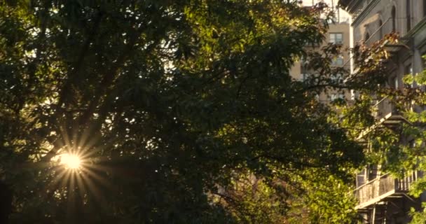 ニューヨークの屋上に座っている鳩に木を通して見る朝の太陽からパン — ストック動画