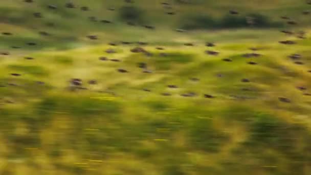 Rebanho Starlings Voo Sobre Texel Wadden Island Holanda Rastreamento Tiro — Vídeo de Stock