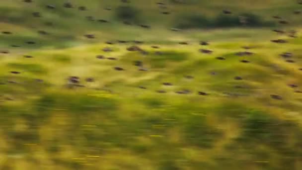 Stormo Storni Volo Sull Isola Texel Wadden Paesi Bassi Tracking — Video Stock