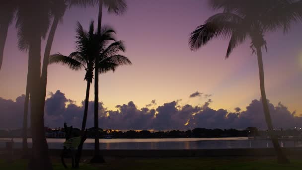 Multicolored Pre Dawn Sky Silhouetted Palm Trees South Florida — стоковое видео