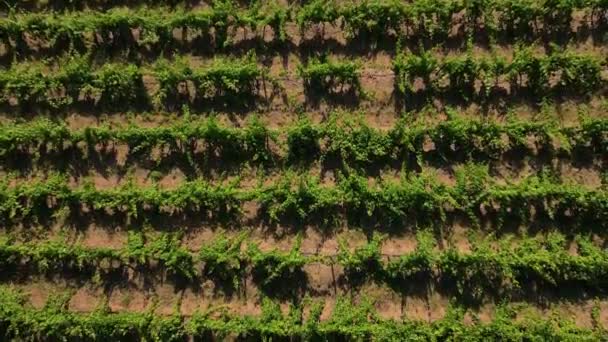 Vista Aérea Viñedo Portugués Dron Volando Hacia Atrás Sobre Las — Vídeo de stock