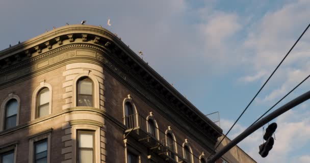 在美国纽约市 成群的鸽子爬上了屋顶 脚上挂着偷猎者 他们扔在了柱子上 — 图库视频影像