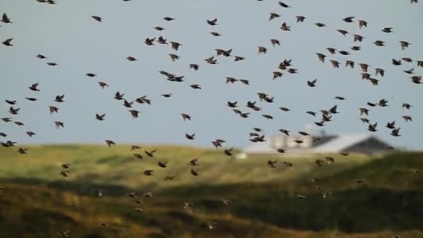 Flock Starlings Flight Slow Motion Texel Países Bajos Tracking Shot — Vídeos de Stock
