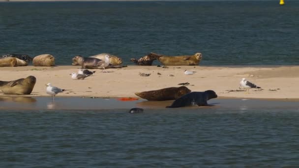 オランダのTexelでサンドバンクでリラックスしたシールと鳥 ラックフォーカス ズームインショット — ストック動画