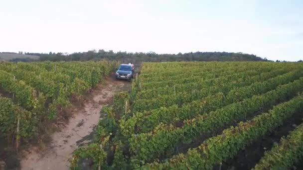 Sezonowa Wysoka Aktywność Jesienią Podczas Zbiorów Francuskiej Winnicy — Wideo stockowe