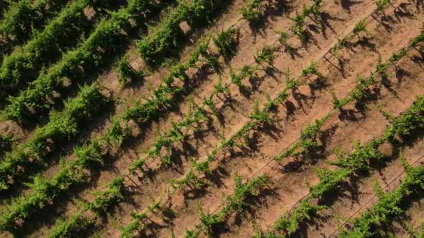 Luchtfoto Van Een Portugese Wijngaard Drone Die Naar Rechts Wijnstokken — Stockvideo