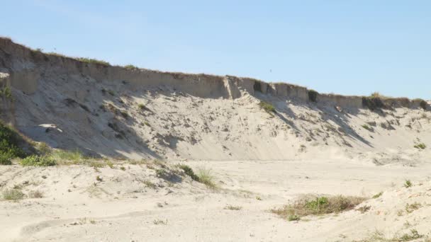 Swallows Flying Nests Swallow Nests White Beach Slope Steady Camera — Stock Video