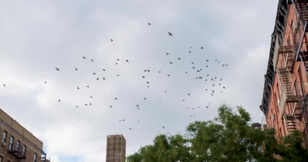 Flock Pigeons Circling Formation Uptown Manhattan Street New York City — Stockvideo