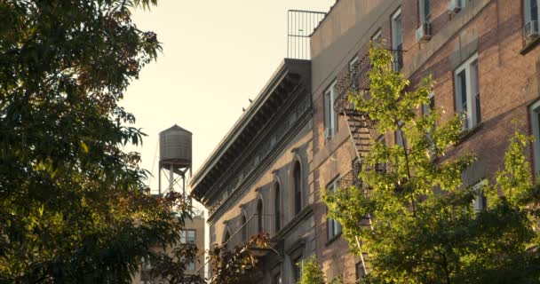 美国纽约市 一群鸽子在晨光中降落在屋顶上 — 图库视频影像
