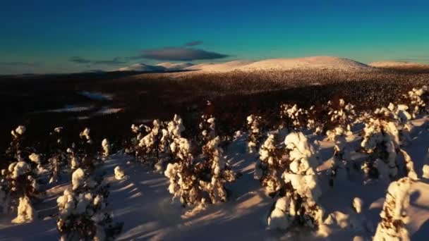 雪に覆われた木々の上空からの眺めは パラストゥートが背景に落ち パラス ヤラストゥリ国立公園の日没 ラップランド — ストック動画