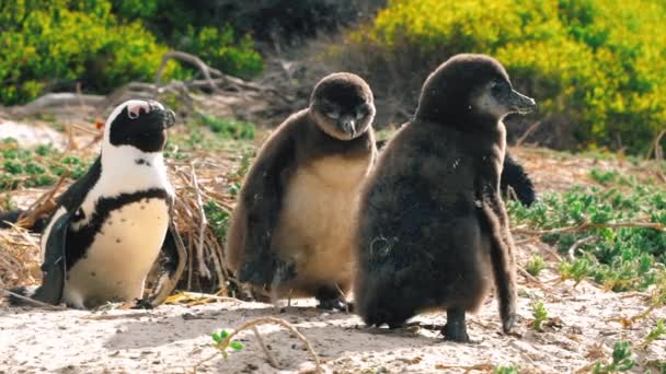 Pinguino Cammina Verso Una Cucciolata Calcia Sabbia Una Spiaggia Città — Video Stock