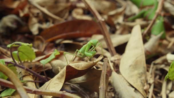 Primer Plano Mantis Europea Mantis Religiosa Sobre Hoja Seca Caída — Vídeos de Stock