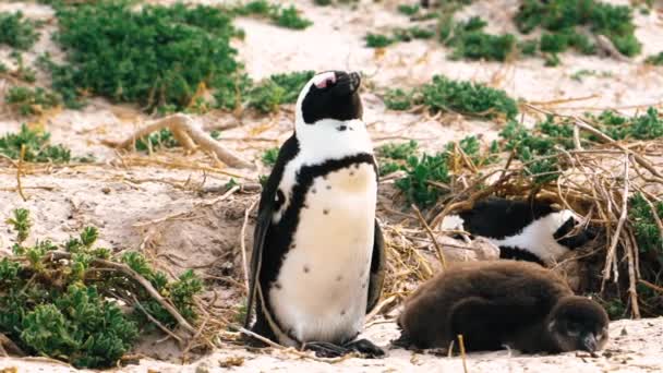 在南非开普敦的海滩上 一只成年的南非企鹅凝视着远处 它的幼鸟睡在它旁边 — 图库视频影像