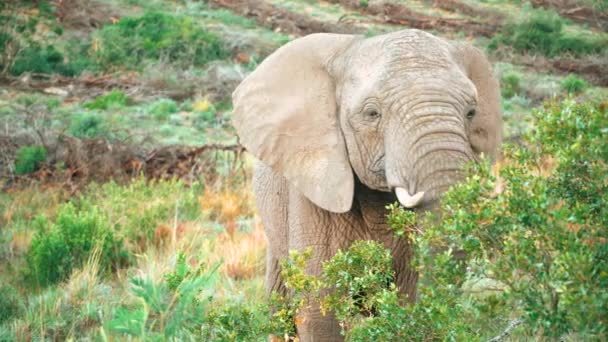 Joven Elefante Mira Través Lámina Cámara Moviendo Tronco Alrededor Sacudiendo — Vídeos de Stock